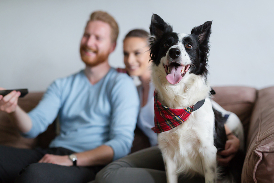 Pet-Friendly Living at Hub Realty